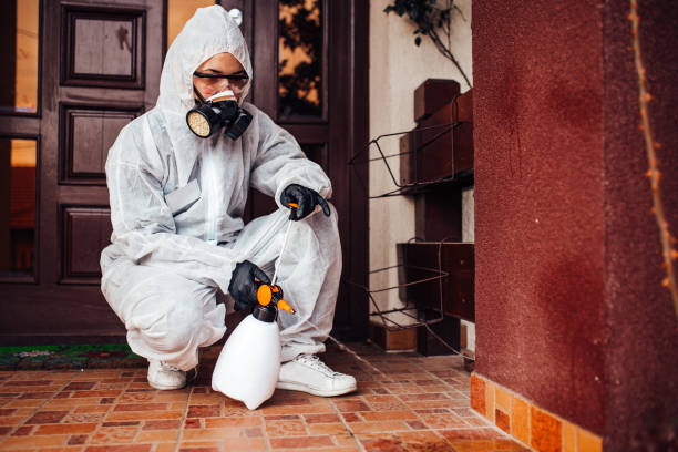 Attic and Crawl Space Rodent Treatment in Dundee