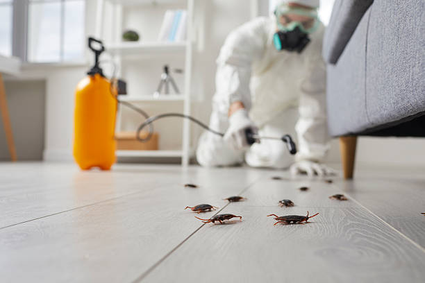 Commercial Rodent Management in Dundee
